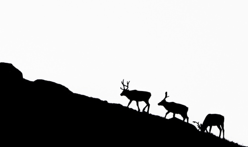 Reindeers