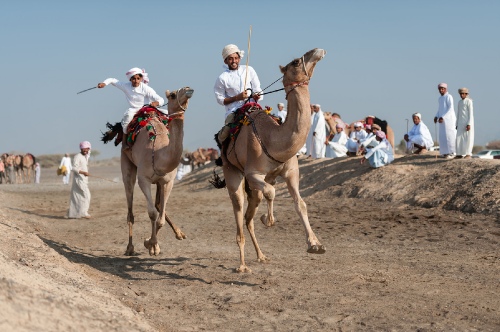Camel Run