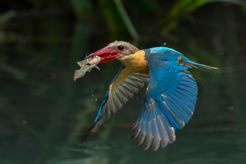  Stork Billed Kingfisher