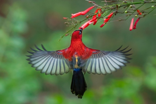 Crimson Sunbird Male