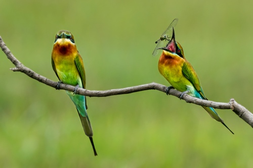 Story of Blue tale bee eaters