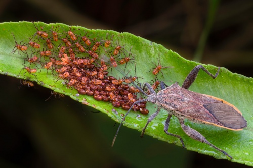 Sweet Potato Bugs Hatching