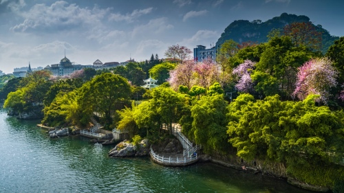 Blossom on both sides of the river