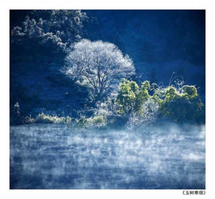 Tree in the foggy