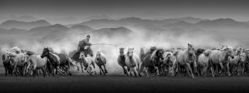 Lasso horses