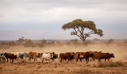 Maasai cattle grazing