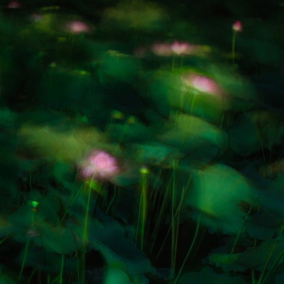 Lotus in the wind