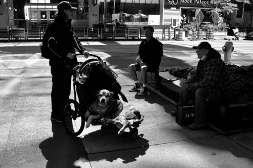 Dog and man