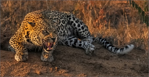 dangerous aggression