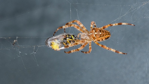 Arachne 1811