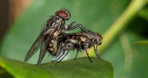 Helina 0659