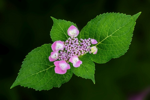 Hydrangea serrata 0974