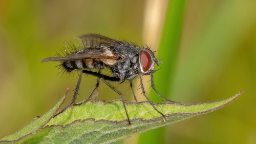 Musca 7532