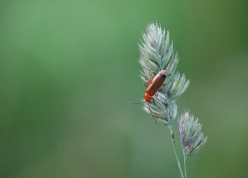 Red beetle