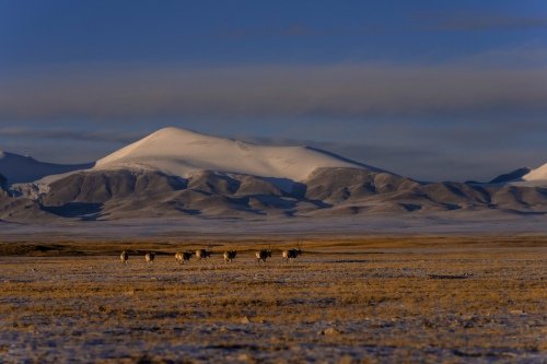 Antelope at sunset