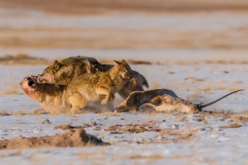 Compete for prey