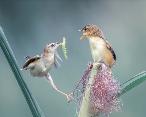 Feeding