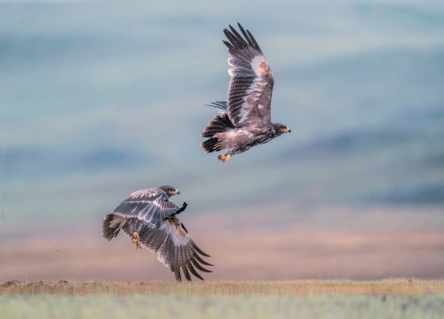 Fly wing to wing