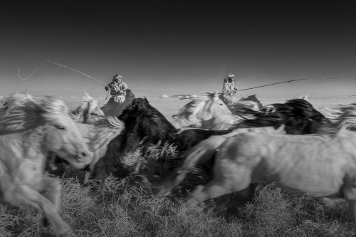 Longitudinal horse sped