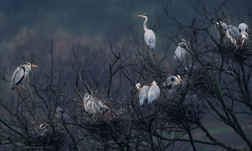 The home of heron