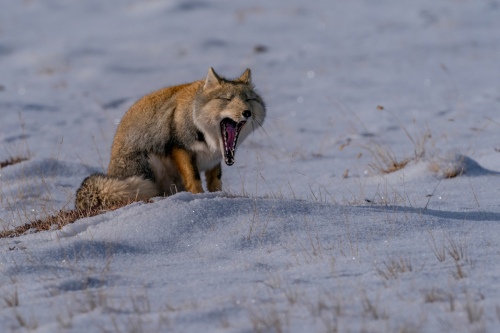 Yawn
