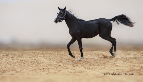 the horse