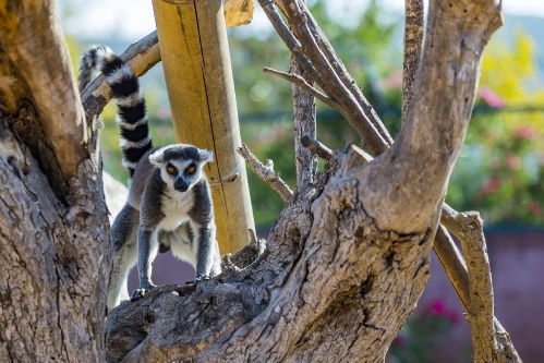 Lemur
