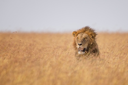 The prestige of the king