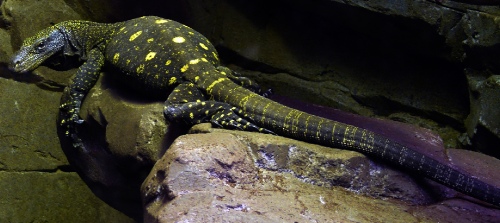 Reptile
