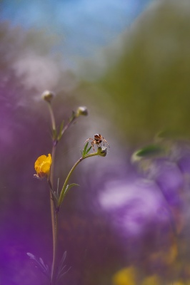 Colorful summer