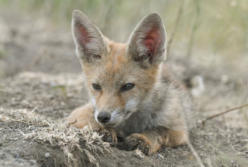 Fox