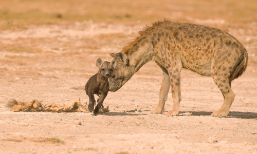 Hyena mom