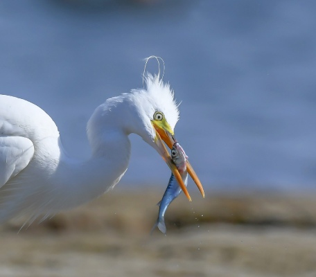 Prey and predator
