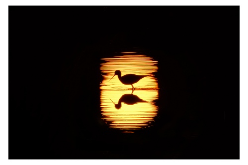 Silhouette 1