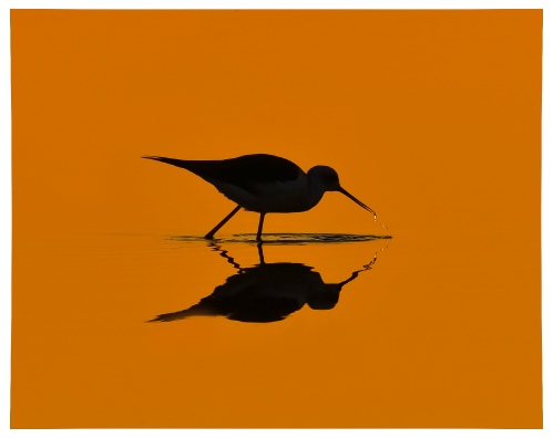 Silhouette 2