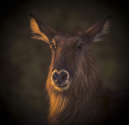 Waterbuck