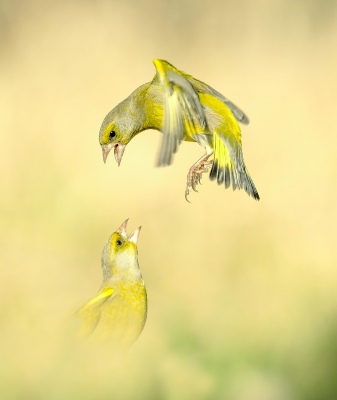 yellow versus yellow
