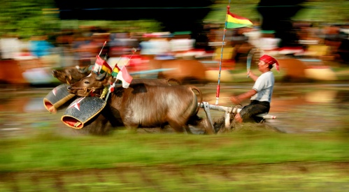 Bullock race