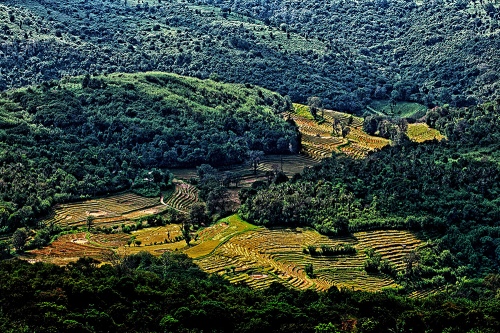 Cultivation in the jungle