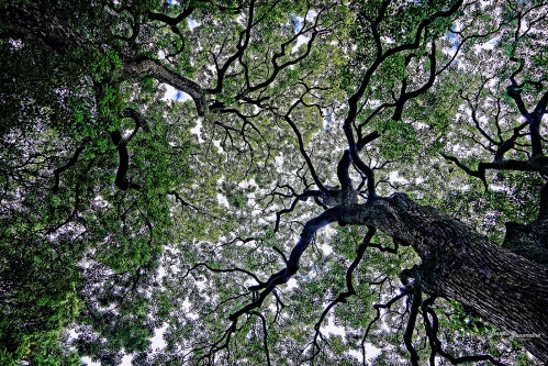 Imperial Gardens, Tokyo