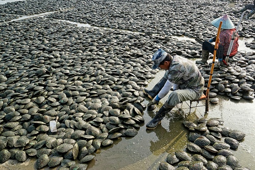 Pearl farm