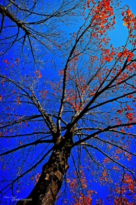Red & Blue
