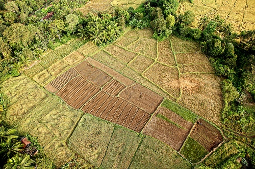 Rice field
