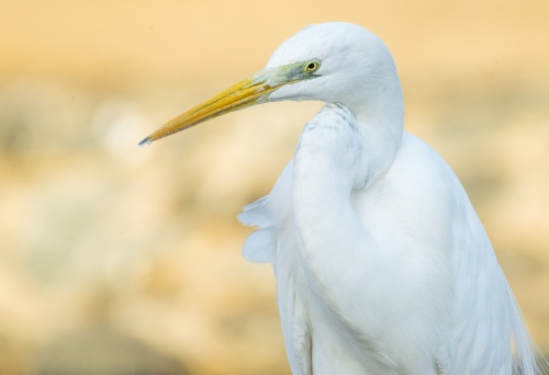 Cattle Egret