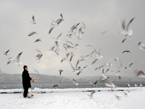 Aviculture