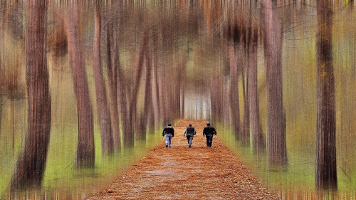 Walking Forest