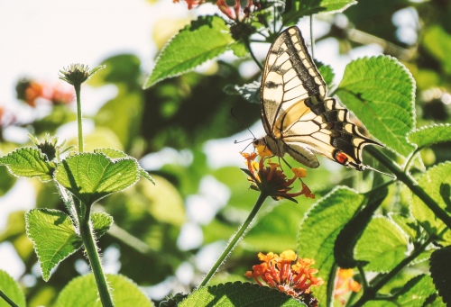 batterfly