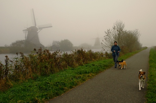 Walking with Dogs