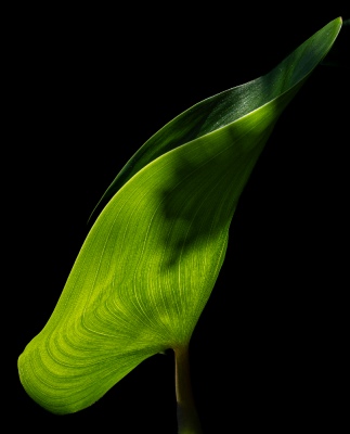 green leaf