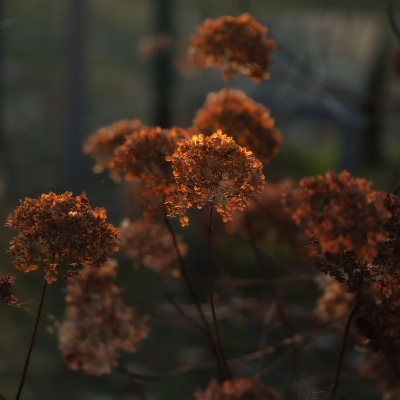 Last Glow